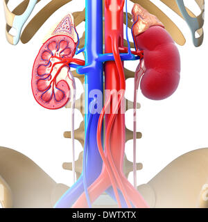 Harn Blutkreislauf zeichnen Stockfoto