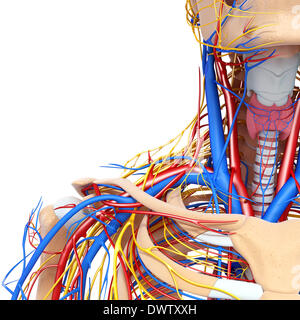 Blut-Zirkulation-Schulter zeichnen Stockfoto