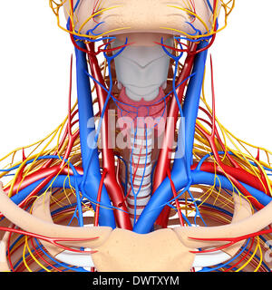 Blut-Zirkulation-Hals zeichnen Stockfoto