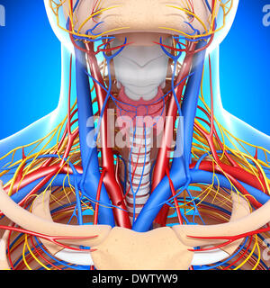 Blut-Zirkulation-Hals zeichnen Stockfoto