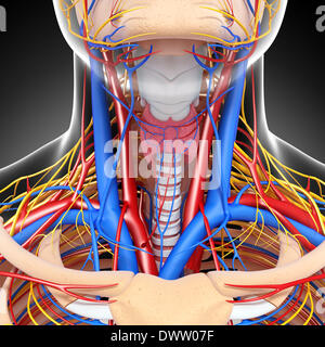 Blut-Zirkulation-Hals zeichnen Stockfoto