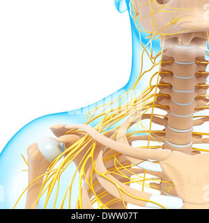 Peripheren Nervensystems Schulter zeichnen Stockfoto
