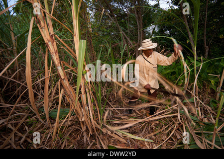 Moises Ibarra schneidet Zuckerrohr, um Raspadura, einen Zuckerkuchen, in der Provinz Cocle, Republik Panama, Mittelamerika zu machen. Stockfoto