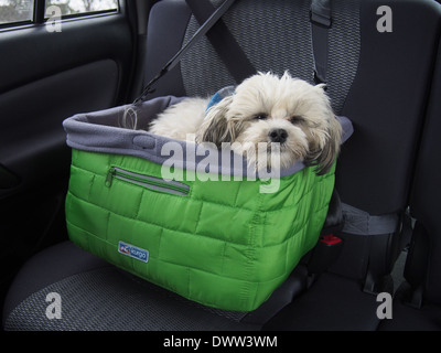 Verschlafene Shih Tzu Bichon Frise Mischling (a/k/a Zuchon oder Teddybär) ist im Auto Sicherheit Korb, New York, USA gesichert. Stockfoto