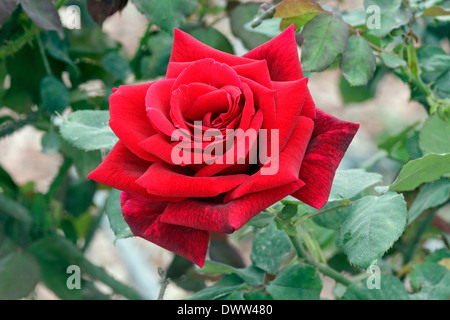 rote Rose in Nahaufnahme Natur Stockfoto