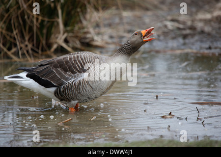 Graugans Gans Anser anser Stockfoto