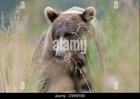Grizzly Bär (Ursus Arctos Horribilis) zu Fuß hohen Gras hautnah, Katmai Nationalpark, Alaska, USA. Stockfoto