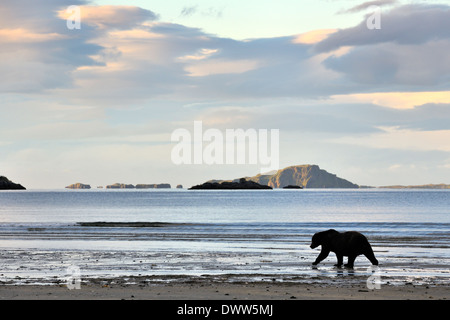 Grizzly Bär (Ursus Arctos Horribilis) zu Fuß am Strand, Katmai Nationalpark, Alaska, USA. Stockfoto