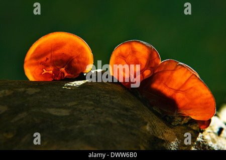 Auricularia Auricula-Judae, Juden Ohr, Holz Ohr oder Gelee Ohr Pilze Stockfoto