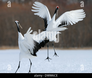 Zwei japanische aka rot gekrönte Kräne, wich man eine seltsame Bewegung auf einem schneebedeckten Feld in der Nähe von Kushiro auf Hokkaido, Japan macht Stockfoto