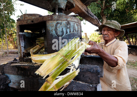Moises Ibarra füttert die Chattanooga-Maschine, um den Saft aus Zuckerrohr in der Provinz Cocle, Republik Panama, Mittelamerika, zu pressen. Stockfoto