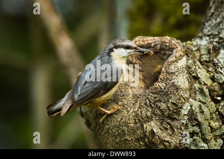 Kleiber (Sitta Europaea) Erwachsene mit Lebensmitteln für Jugendliche in Baumhöhle am Nest. Stockfoto