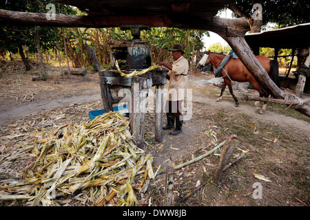 Moises Ibarra füttert die Maschine, um den Saft aus Zuckerrohr in der Provinz Cocle, Republik Panama, Mittelamerika, zu pressen. Stockfoto