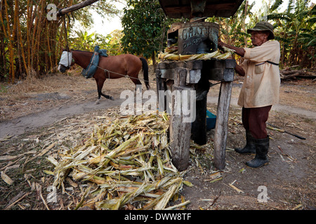 Moises Ibarra füttert die Maschine, um den Saft aus Zuckerrohr in der Provinz Cocle, Republik Panama, Mittelamerika, zu pressen. Stockfoto