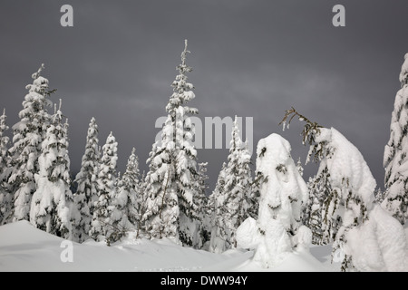 WASHINGTON - schneebedeckte Bäume an einem stürmischen Tag am Berg Paintballanlage in Wenatchee National Forest. Stockfoto