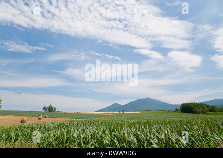 Heuballen im Feld, Präfektur Hokkaido, Japan Stockfoto