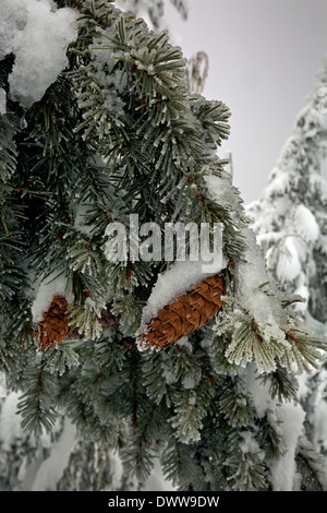 WASHINGTON - Douglas Tannenzapfen auf den Schnee bedeckten Baum in Wenatchee National Forest. Stockfoto