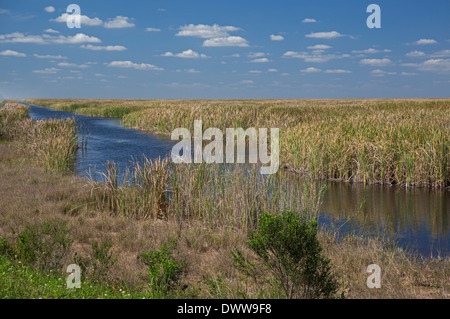 Die größte Bodenfilter in der Welt verringert die Menge des Phosphors fließt vom Ackerland in den Everglades. Stockfoto