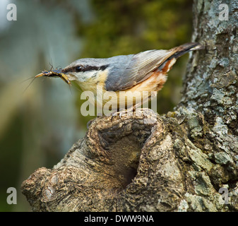 Kleiber (Sitta Europaea) Erwachsene mit Lebensmitteln für Jugendliche in Baumhöhle am Nest. Stockfoto