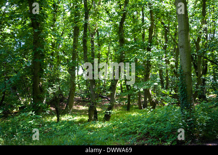 Baum Landschaft in Englisch Woodland Stockfoto
