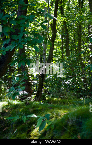tree landscape in English woodland Stockfoto