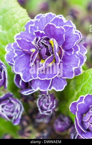 PRIMULA VULGARIS BELARINA "AMETHYST ICE" Stockfoto