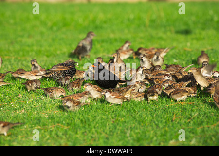 Eine Schar von Spatzen auf einer Wiese mit einem Starling und eine männliche Amsel Stockfoto