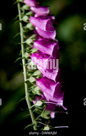 Ein Lila Malve in einem Waldgebiet Stil wilden Garten in England Großbritannien Stockfoto