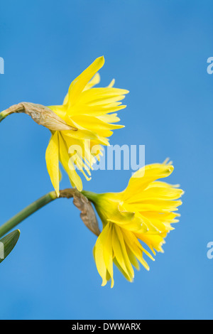 NARZISSE RIP VAN WINKLE Stockfoto