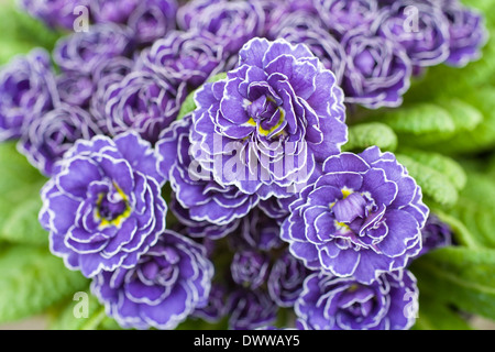 PRIMULA VULGARIS BELARINA "AMETHYST ICE" Stockfoto