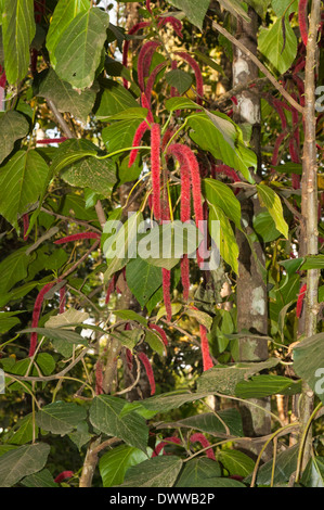 Süd Süd Indien Kerala Thekkady Periyar Nationalpark Landschaft Gewürz Gewürze Plantage Red Hot Cat Tail Chenille Pflanze Stockfoto