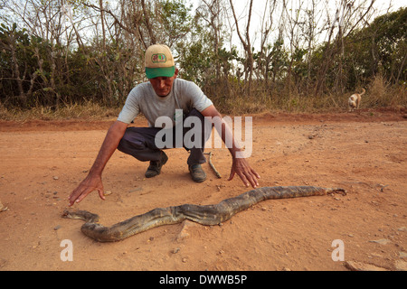 Panamasche Mann mit einer Straße - getötet Boa Constrictor Schlange in Sarigua Nationalpark, Herrera Provinz, Republik Panama. Stockfoto