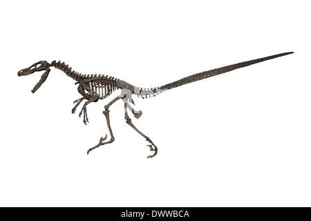 Velociraptor Mongoliensis Skelett Modell Stockfoto