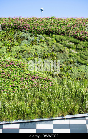 Lebende Wand auf Marken und Spencers Store auf Norwick Norfolk UK Stockfoto