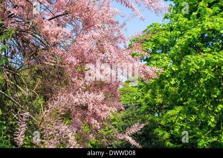 TAMARIX IN BLÜTE Stockfoto