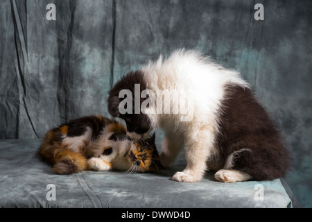 Border-Collie-Welpen und junge Katze interagieren im studio Stockfoto