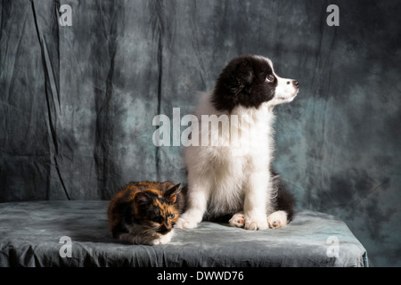 Border-Collie-Welpen und junge Katze ruht zusammen im studio Stockfoto