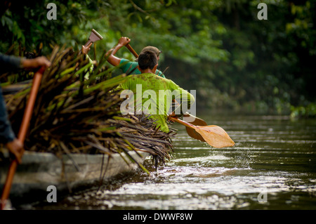 Kanus im Yasuni Nationalpark Ecuadors, Carring Stroh Pflanze Stockfoto