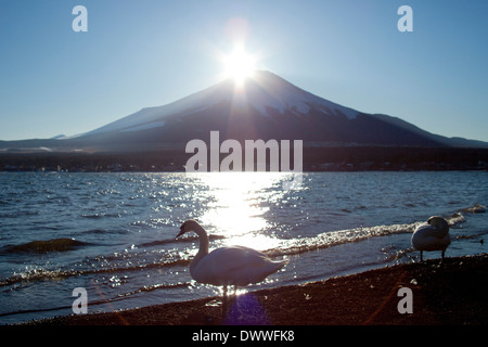 Mt. Fuji und Schwäne Stockfoto