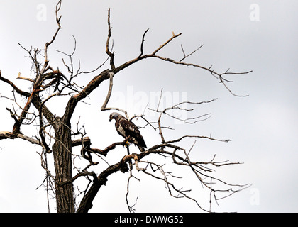 Juvenile Weißkopfseeadler thront in Totholz Baum.  Haliaeetus leucocephalus Stockfoto