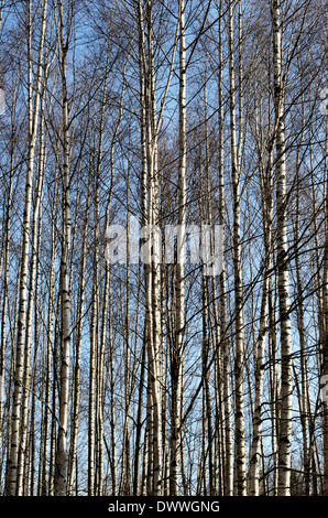 Stämme der Birken in Spring Grove, vertikale Stockfoto