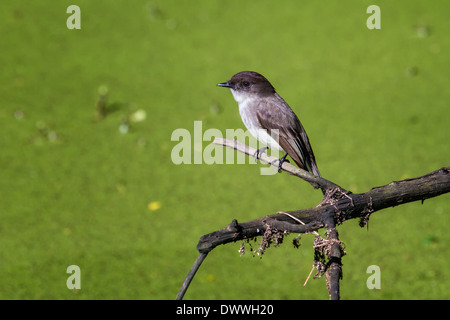 Östlichen Phoebe (Sayornis Phoebe) thront auf einem Ast über einen Teich Wasserlinsen bedeckt. Stockfoto