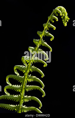 Sonnendurchflutetes junge Farn (Pteridophyta) gegen einen schwarzen Hintergrund. Stockfoto