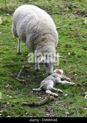 Weibliche Schafe Schaf stehend von ihrem toten Baby Lamm uk Stockfoto