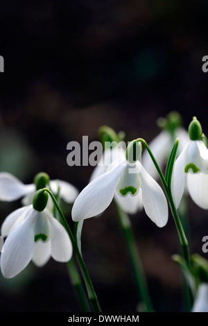 Weiße Schneeglöckchen Blüten Galanthus Frau Backhouse Nr. 12 grüne Markierungen Blume Blumenzwiebeln Schneeglöckchen Blüte Frühjahrsblüte Stockfoto