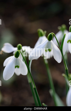 Weiße Schneeglöckchen Blüten Galanthus Frau Backhouse Nr. 12 grüne Markierungen Blume Blumenzwiebeln Schneeglöckchen Blüte Frühjahrsblüte Stockfoto