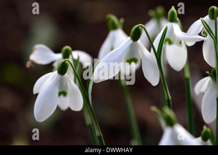 Weiße Schneeglöckchen Blüten Galanthus Frau Backhouse Nr. 12 grüne Markierungen Blume Blumenzwiebeln Schneeglöckchen Blüte Frühjahrsblüte Stockfoto