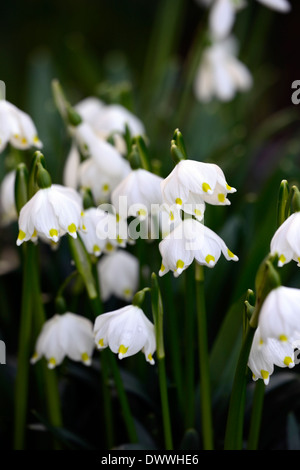 Leucojum Vernum Feder Blume Blumen Blüte Blüte Frühling Schneeflocken Schneeflocke weiße Blüte grüne Spitze gekippt Stockfoto