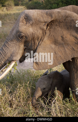 Mutter afrikanischer Elefant mit Baby-Elefant im Tarangire National park Stockfoto