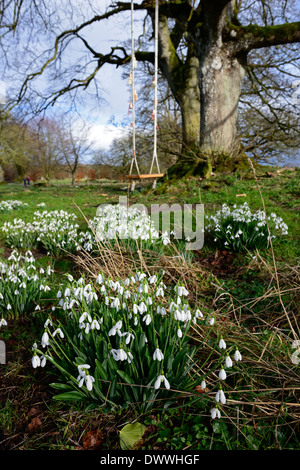 Gartenpark Parkland Schaukel spielen Feder Blume Blumen blühen Schneeglöckchen Schneeglöckchen Galanthus verklumpen Wachstum leer niemand weiß Stockfoto